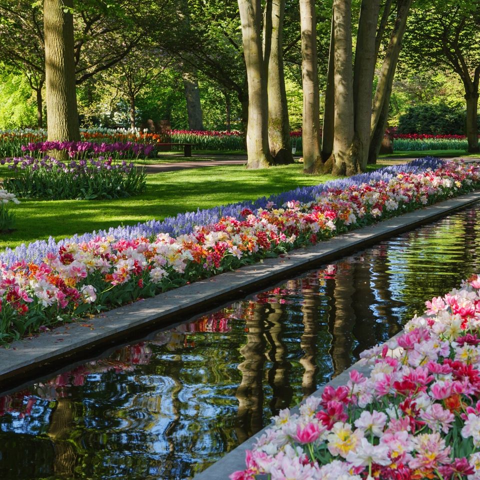 Jardim em Keukenhof